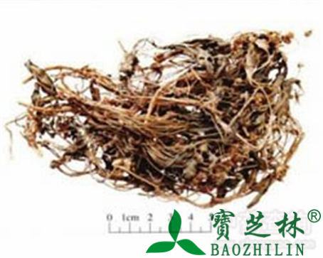 紫花地丁的作用与功效