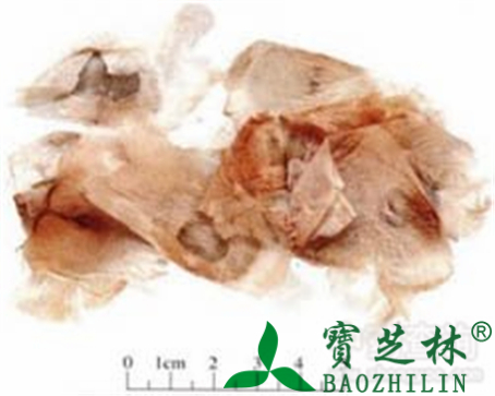 木蝴蝶的作用与功效