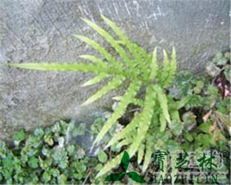 凤尾草的作用与功效
