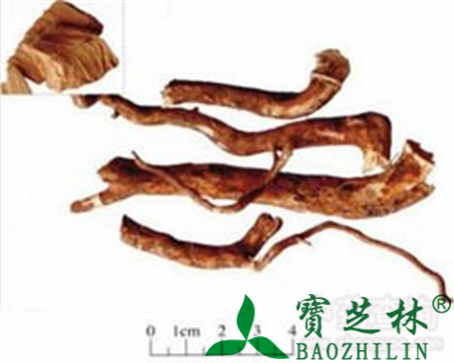 常山的作用与功效