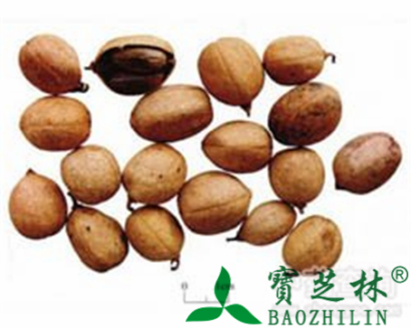 巴豆的作用与功效