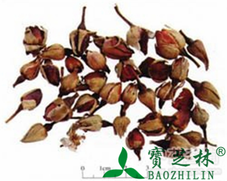月季花的作用与功效