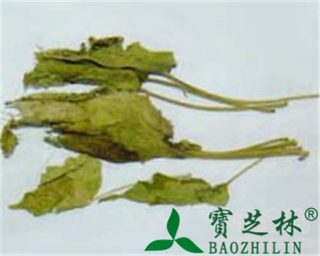 木芙蓉叶的作用与功效