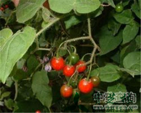 白英的作用与功效