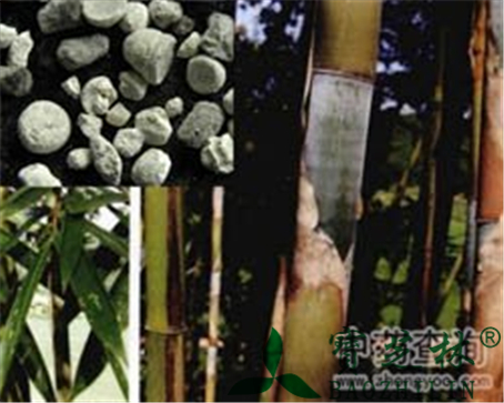天竺黄的作用与功效