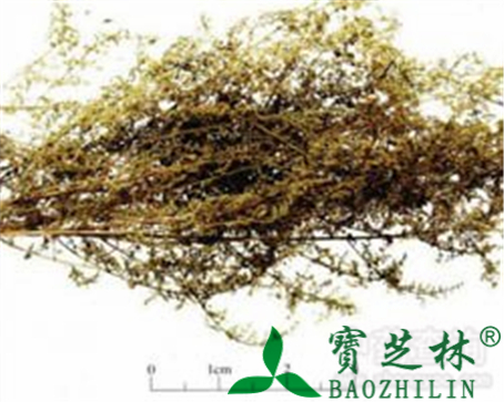 青蒿的作用与功效