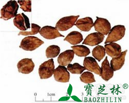 益智的作用与功效