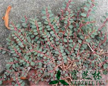小飞扬草的作用与功效