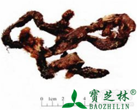 骨碎补的作用与功效