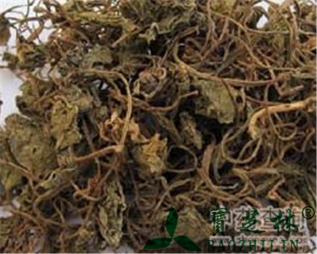 青天葵的作用与功效