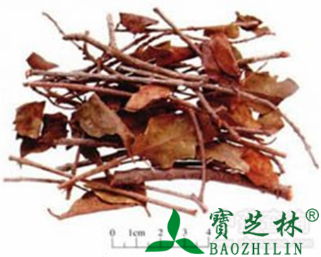桑寄生的作用与功效