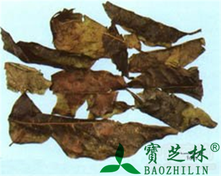 苦丁茶的作用与功效