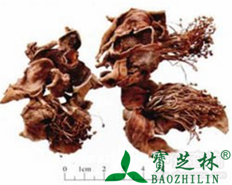 木棉花的作用与功效