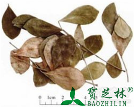 九里香的作用与功效