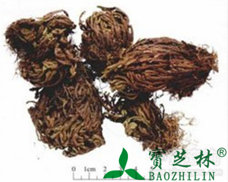 卷柏的作用与功效