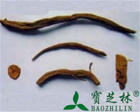 广升麻的作用与功效