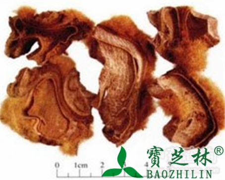 狗脊的作用与功效