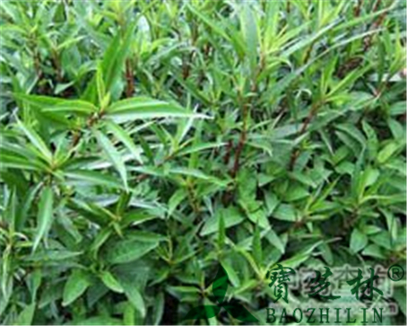 辣蓼的作用与功效