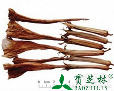 洋金花的作用与功效