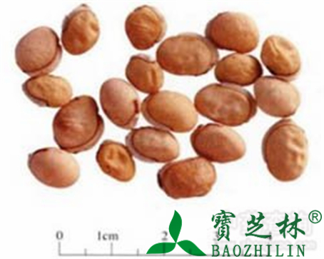 白扁豆的作用与功效