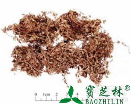 鹅不食草的作用与功效