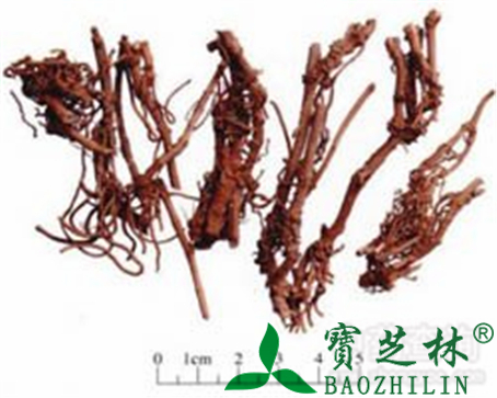 白前的作用与功效
