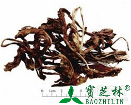 大青叶的作用与功效