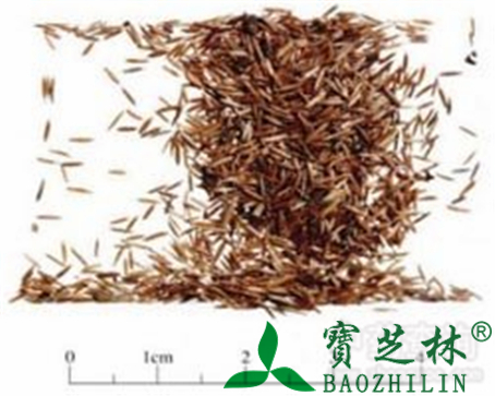 鹤虱的作用与功效