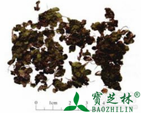 浮萍的作用与功效