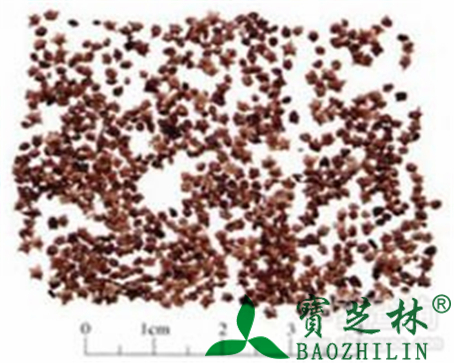 地肤子的作用与功效
