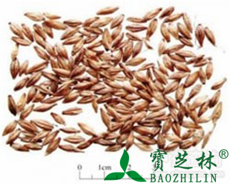 麦芽的作用与功效