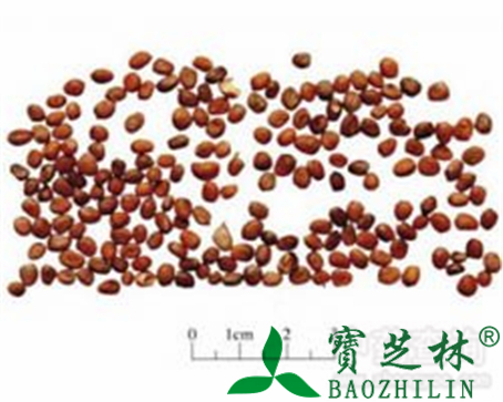 莱菔子的作用与功效