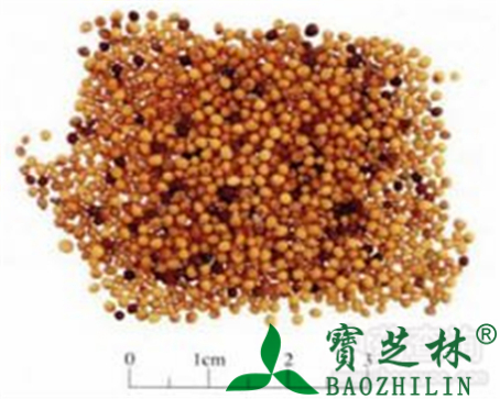 芥子的作用与功效