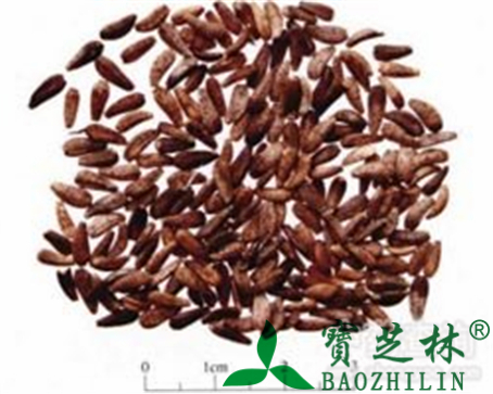 牛蒡子的作用与功效