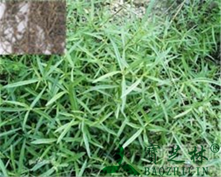 白花蛇舌草的作用与功效