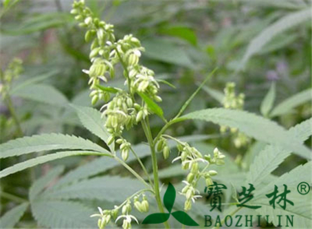 火麻仁有什么功效作用 能治什么病?