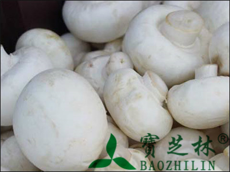 双孢蘑菇的功效与作用及食用方法