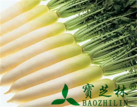 白萝卜的功效与作用及食用方法