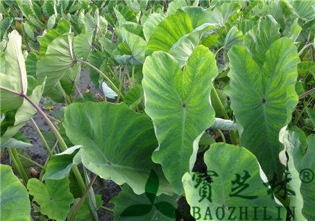 芋头的功效与作用及食用方法