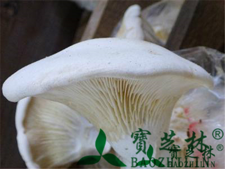 阿魏侧耳的功效与作用及食用方法