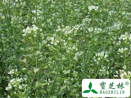 荠菜的营养价值