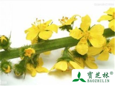 仙鹤草简介图片和形态特征