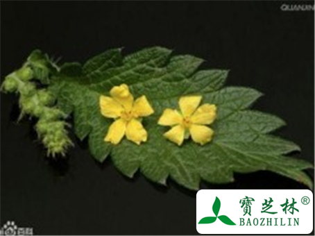 西洋龙芽草(仙鹤草)花语