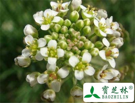 荠菜花的功效及药方
