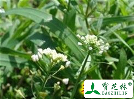 荠菜花的功效与作用