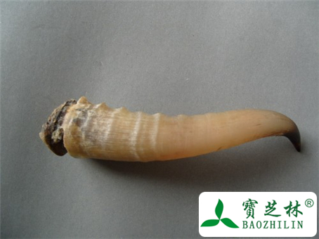 羚羊角的营养价值和食用方法