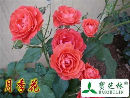 月季花的功效与作用