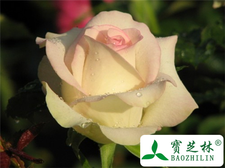月季花什么时候开?