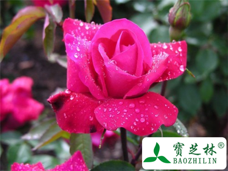 月季花的简介图片和特点