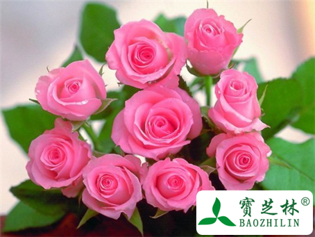 月季花能吃吗,能治什么病?